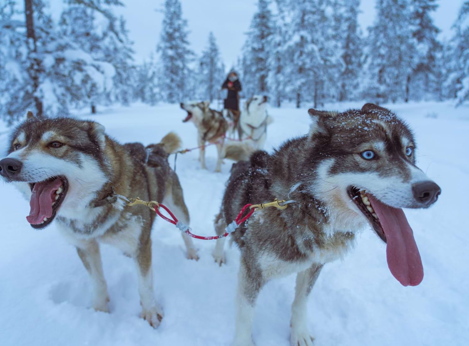 Dog sledding in Morzine snow