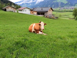 Apartment in Fugen, Austria