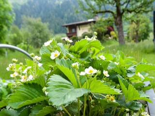 Apartment in Ramsau im Zillertal, Austria
